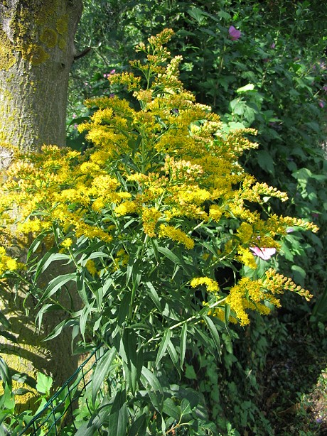 Solidago gigantea